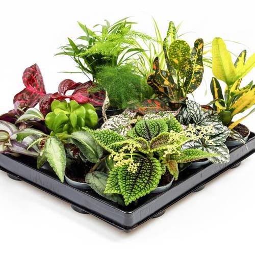 Grünpflanzen mix T06 H015