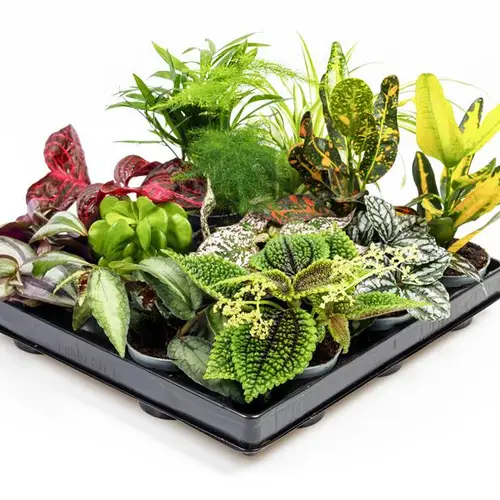 Grünpflanzen mix T06 H015