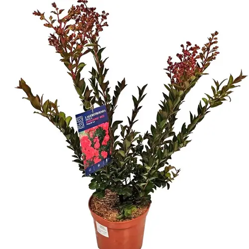 Lagerstroemia rot Indica T20 H080