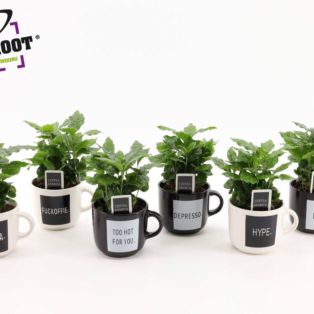 Coffea im Keramik Tasche mix Quotes T12 H025