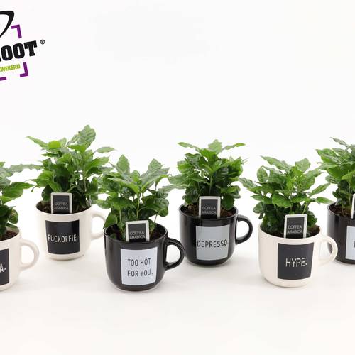 Coffea im Keramik Tasche mix Quotes T12 H025