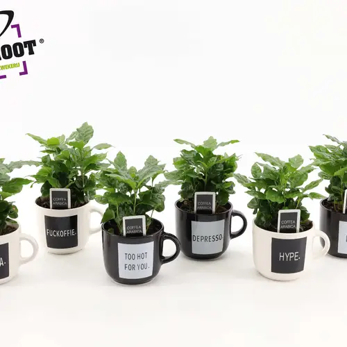 Coffea im Keramik Tasche mix Quotes T12 H025