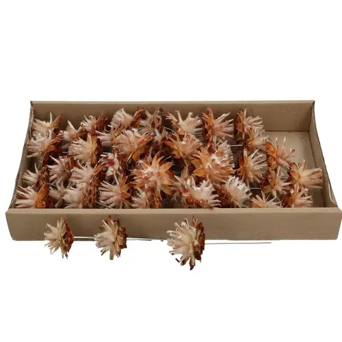 Trocken Plumosum auf Draht natur x40