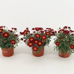 Margerite rot T10,5 H025