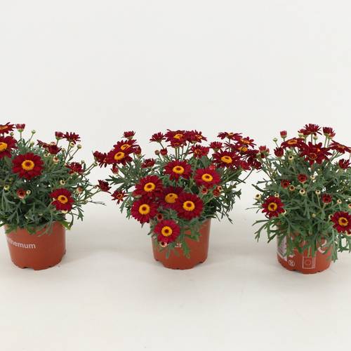 Margerite rot T10,5 H025