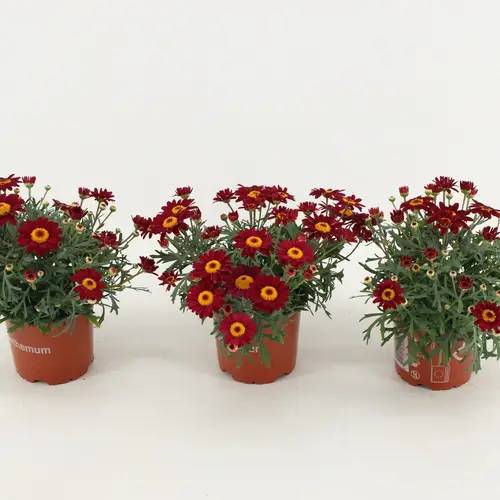 Margerite rot T10,5 H025