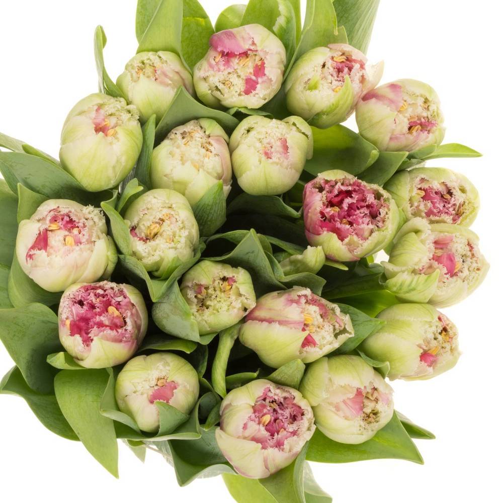 Tulpe pink doppel Polder Triflor 55 Gramm