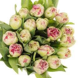 Tulpe pink doppel Polder Triflor 55 Gramm