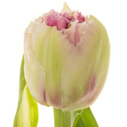 Tulpe pink doppel Polder Triflor 55 Gramm