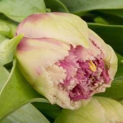 Tulpe pink doppel Polder Triflor 55 Gramm