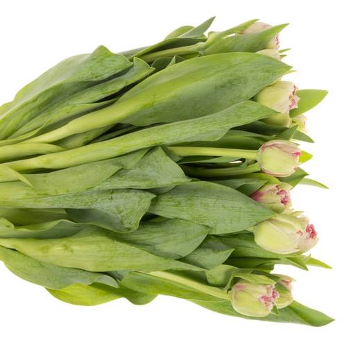 Tulpe pink doppel Polder Triflor 55 Gramm