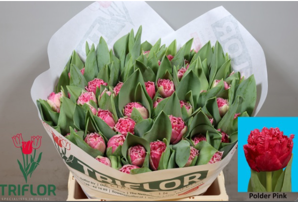 Tulpe pink doppel Polder Triflor 55 Gramm