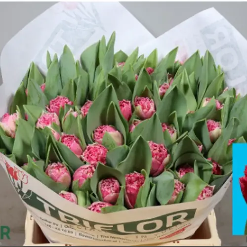 Tulpe pink doppel Polder Triflor 55 Gramm