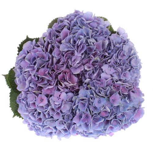Hortensie milka Opal 70cm