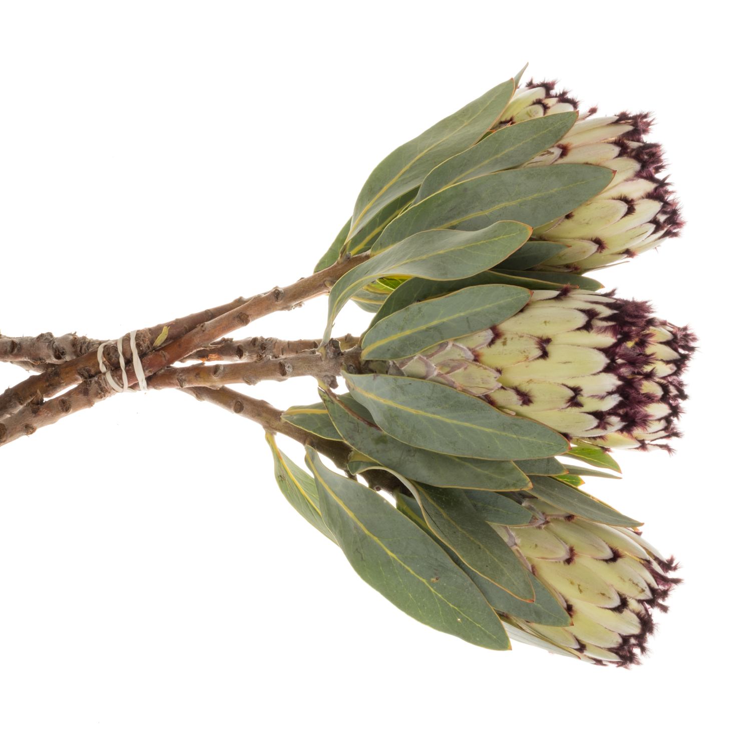 Protea creme Snow Princess 40cm