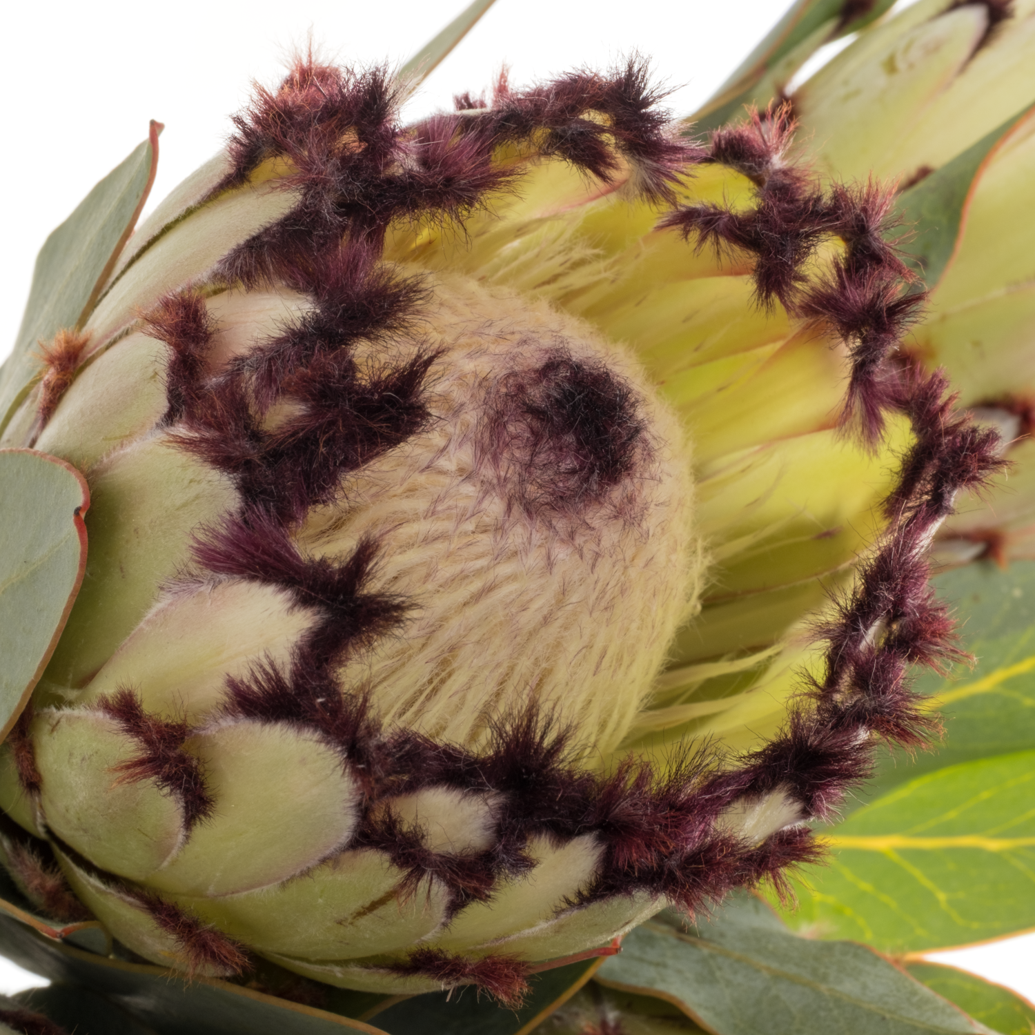 Protea creme Snow Princess 40cm