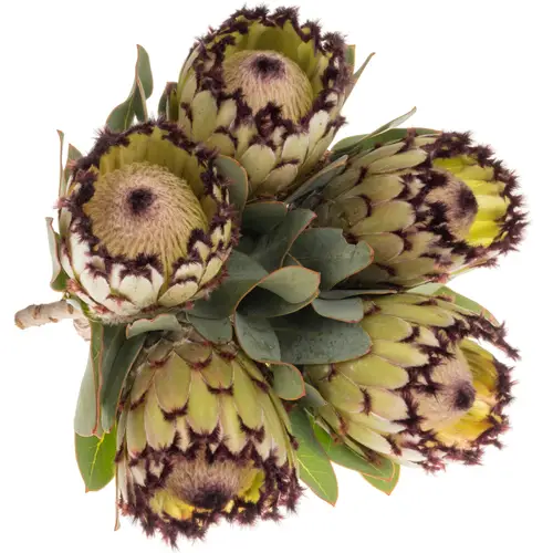 Protea creme Snow Princess 40cm