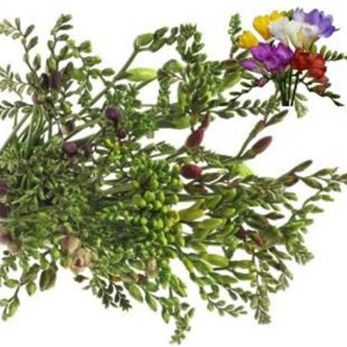 Freesie mix Akerboom 20 Gramm