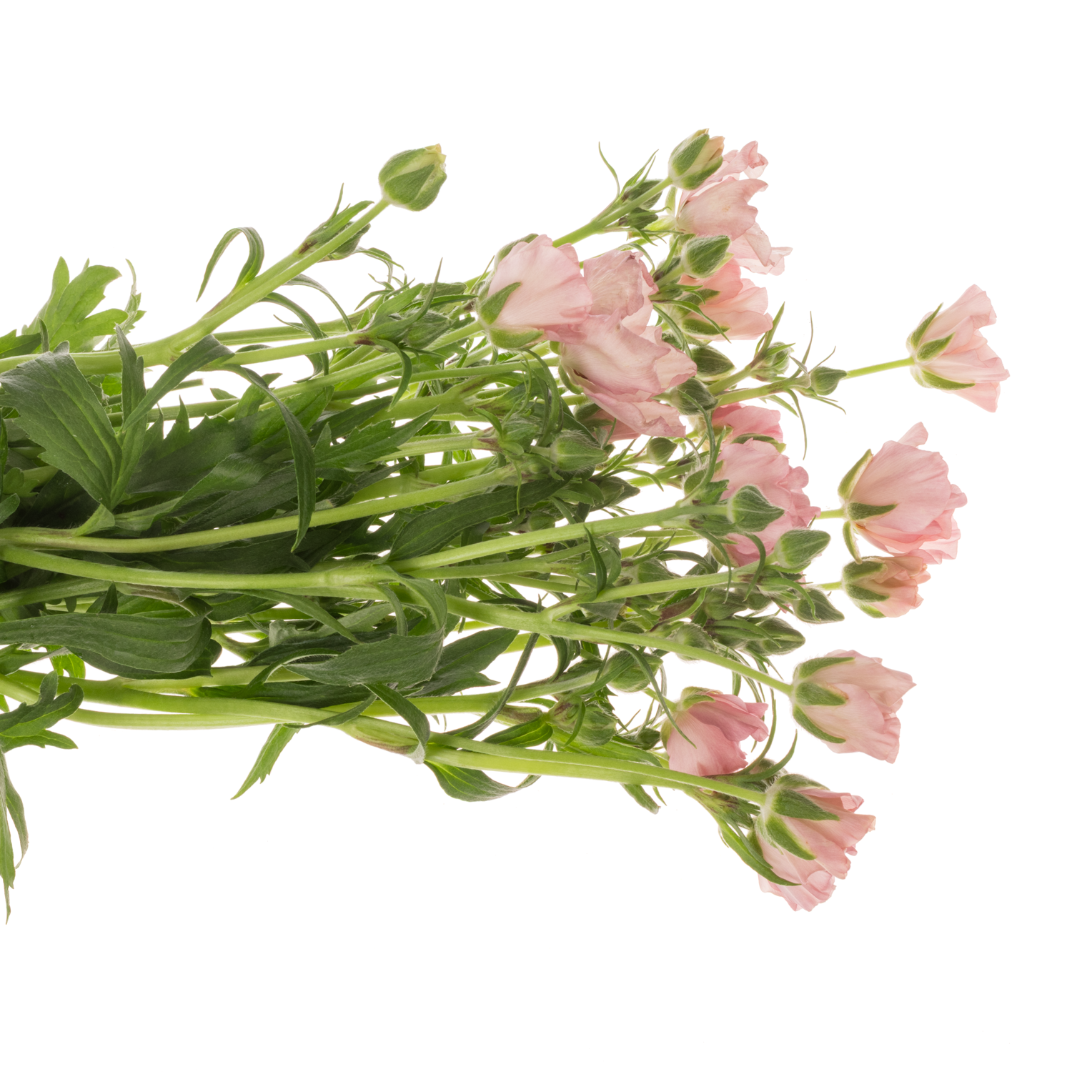 Ranunkel hell rosa-creme Butterfly Isis 60cm