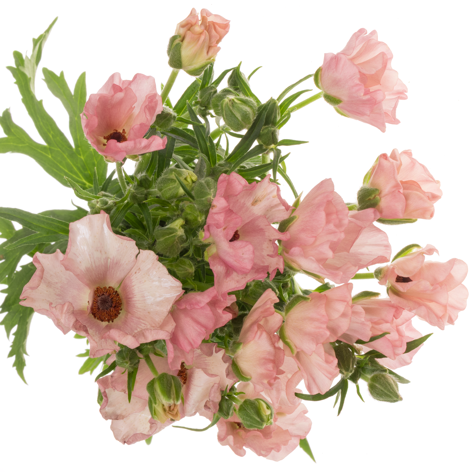 Ranunkel hell rosa-creme Butterfly Isis 60cm