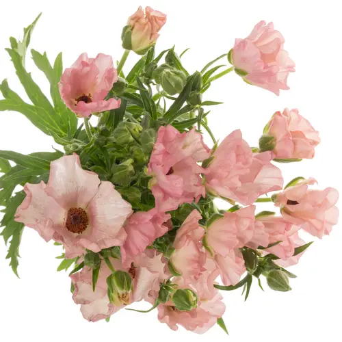 Ranunkel hell rosa-creme Butterfly Isis 60cm