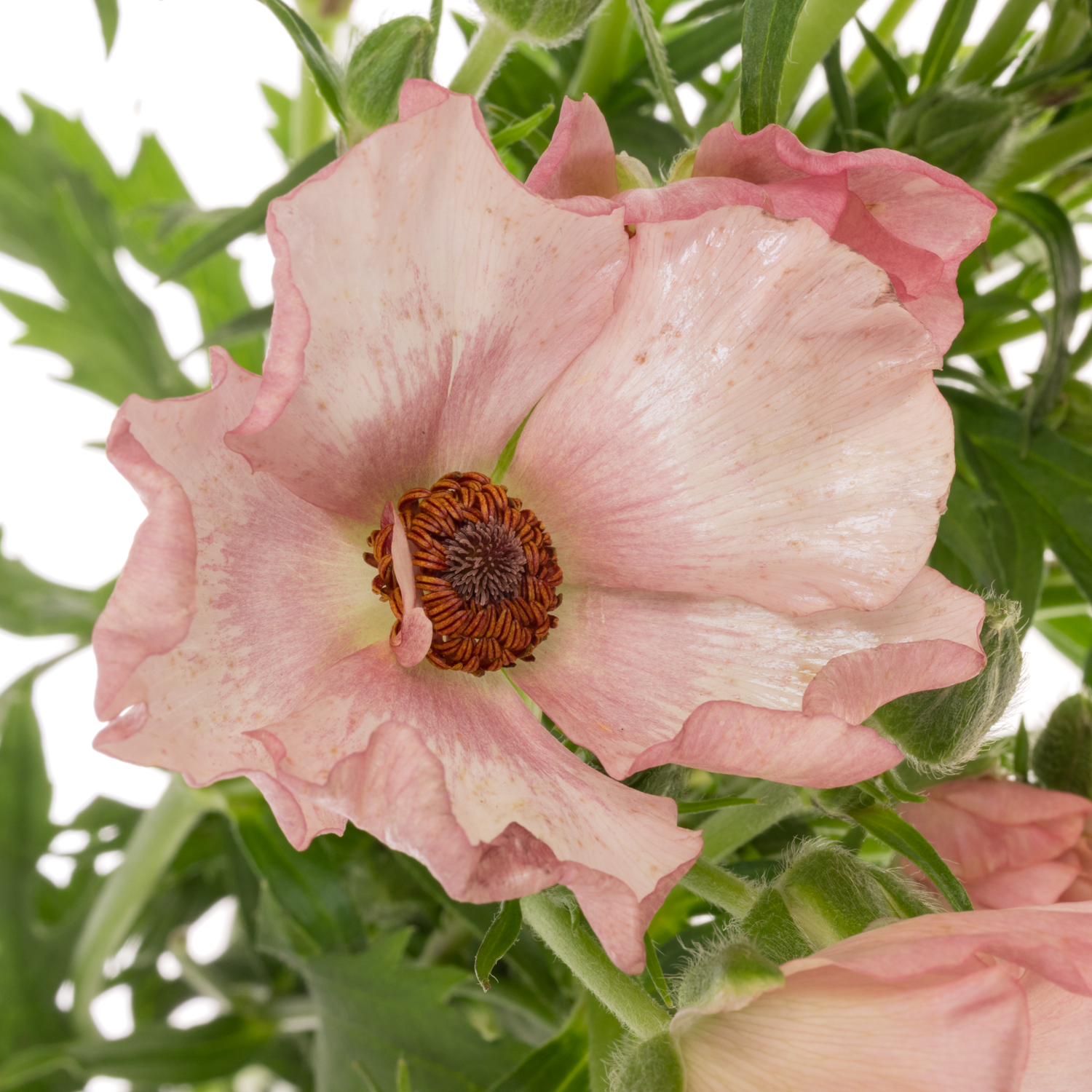 Ranunkel hell rosa-creme Butterfly Isis 60cm