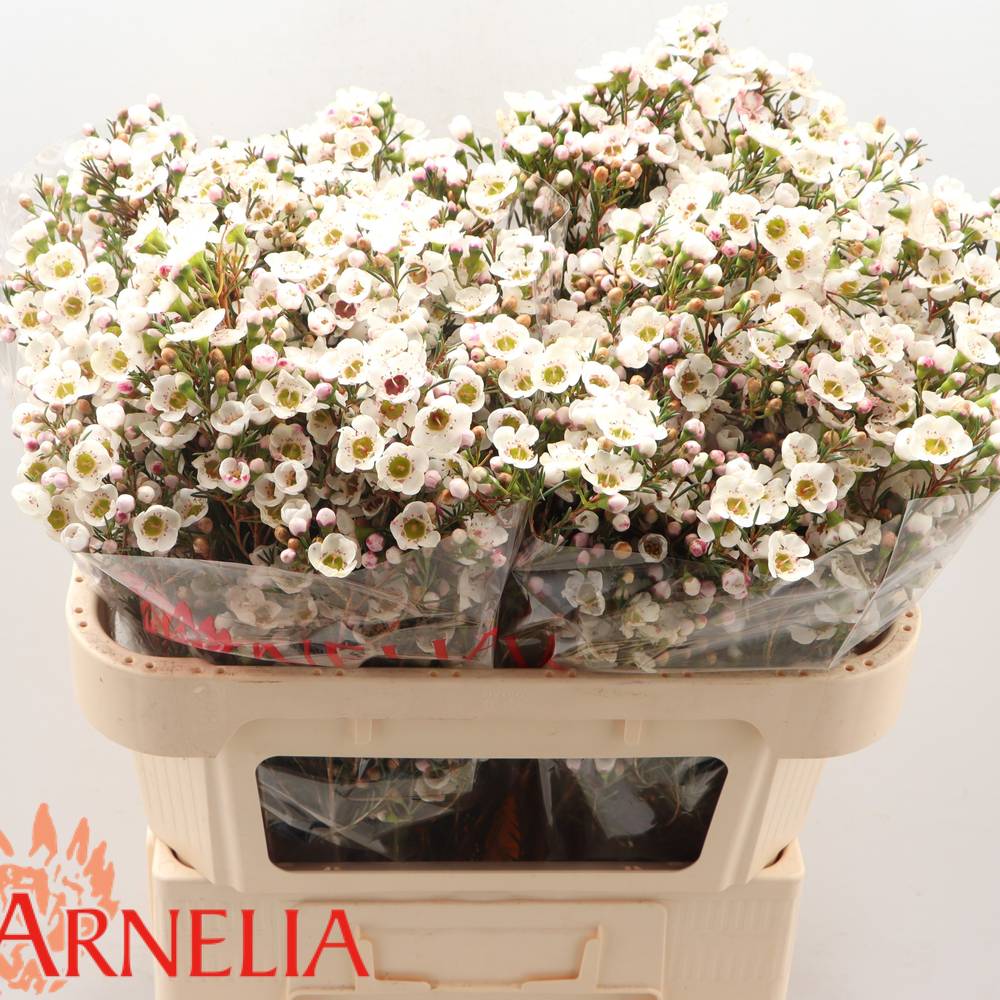 Wachsflower creme Rhiannon 55 Gramm 70cm