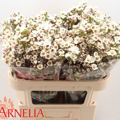 Wachsflower creme Rhiannon 55 Gramm 70cm
