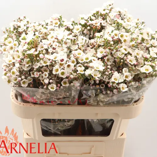 Wachsflower creme Rhiannon 55Gramm 70cm