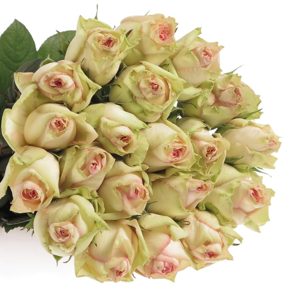 Rose creme/rosa Esperance 60cm