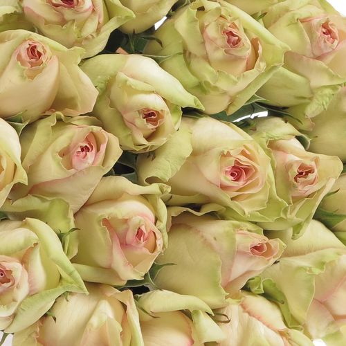 Rose creme/rosa Esperance 60cm