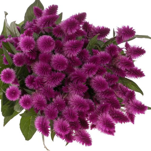 Celosia lila Venezuela 60cm