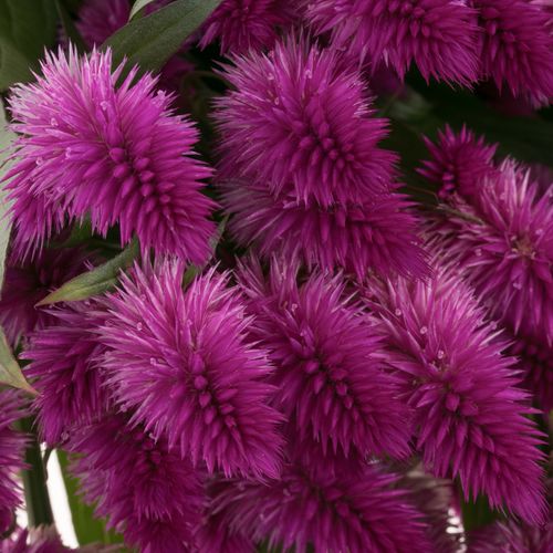 Celosia lila Venezuela 60cm