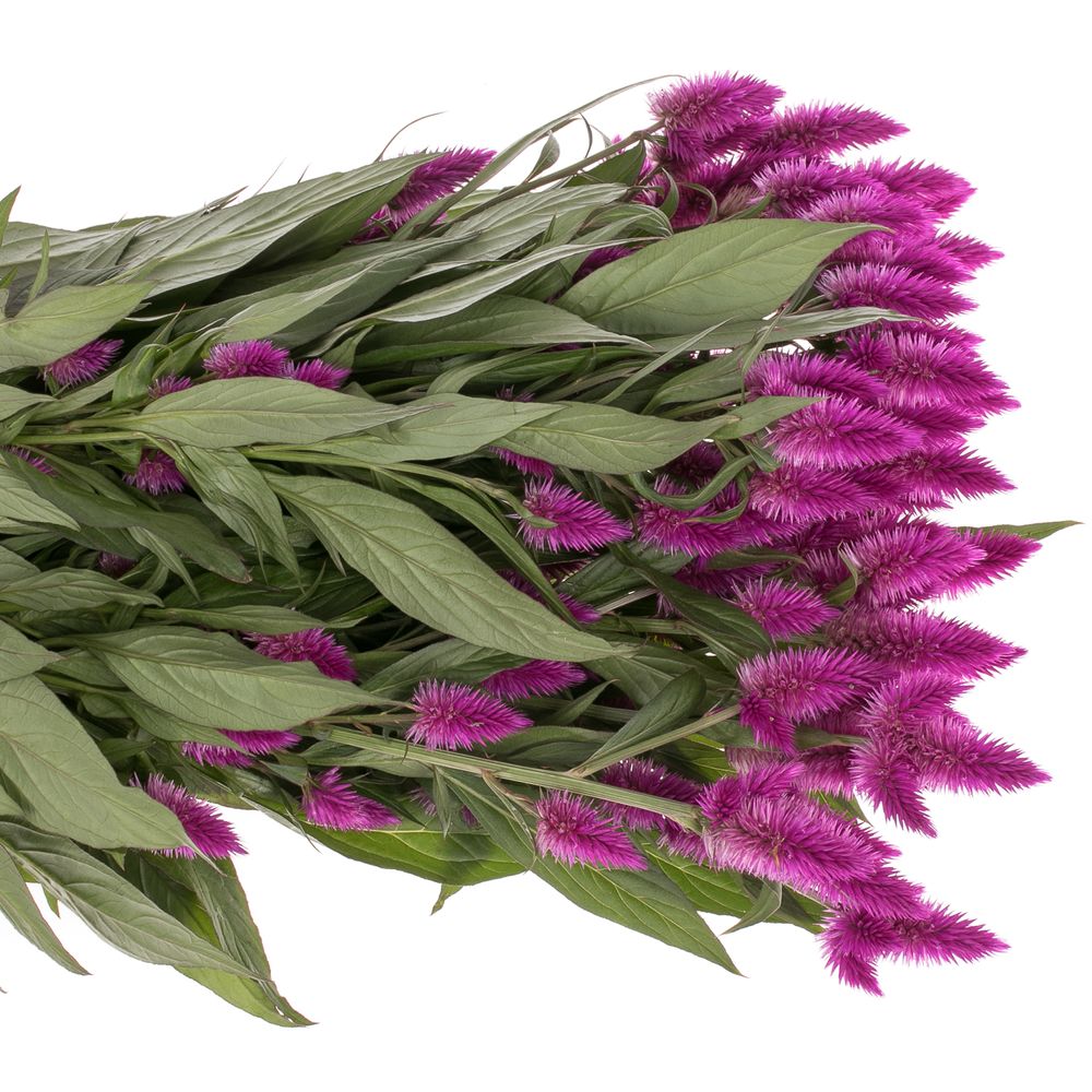 Celosia lila Venezuela 60cm