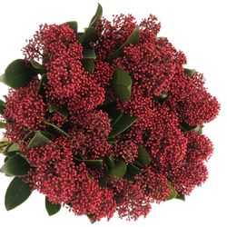 Skimmia rot     40cm 10+Blüte