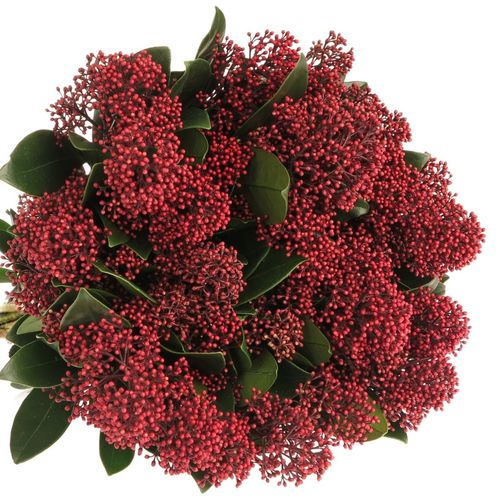 Skimmia rot     40cm 10+Blüte