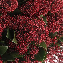 Skimmia rot     40cm 10+Blüte