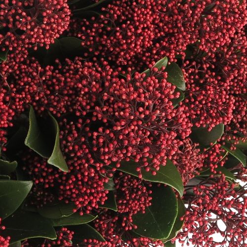 Skimmia rot     40cm 10+Blüte