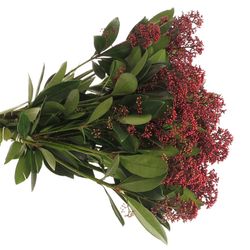 Skimmia rot     40cm 10+Blüte