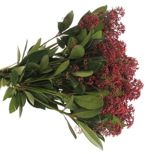 Skimmia rot     40cm 10+Blüte