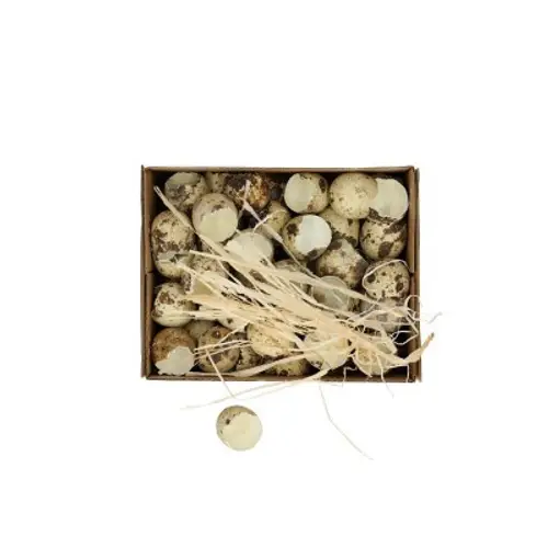 Wachtelei Schale natur D02cm H03cm 60st