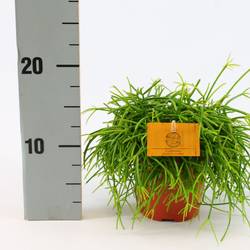 Rhipsalis Cashero T12 H020