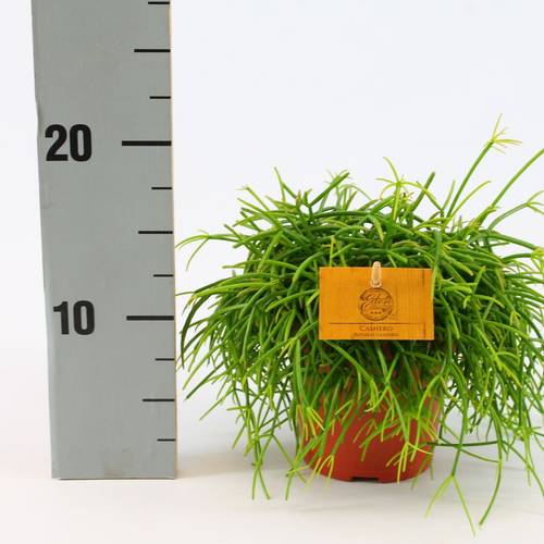 Rhipsalis Cashero T12 H020