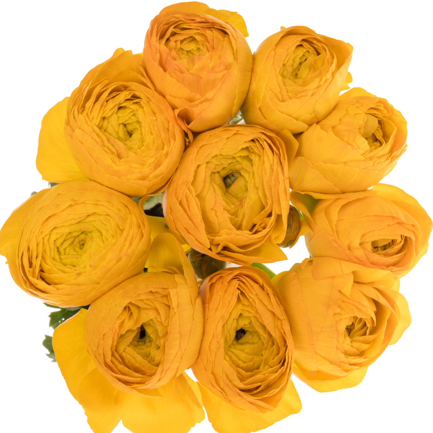 Ranunkel gelb/orange Cloni Solaris 45cm