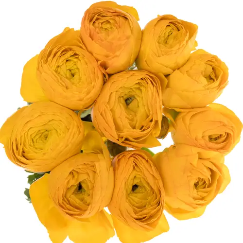 Ranunkel gelb/orange Cloni Solaris 45cm