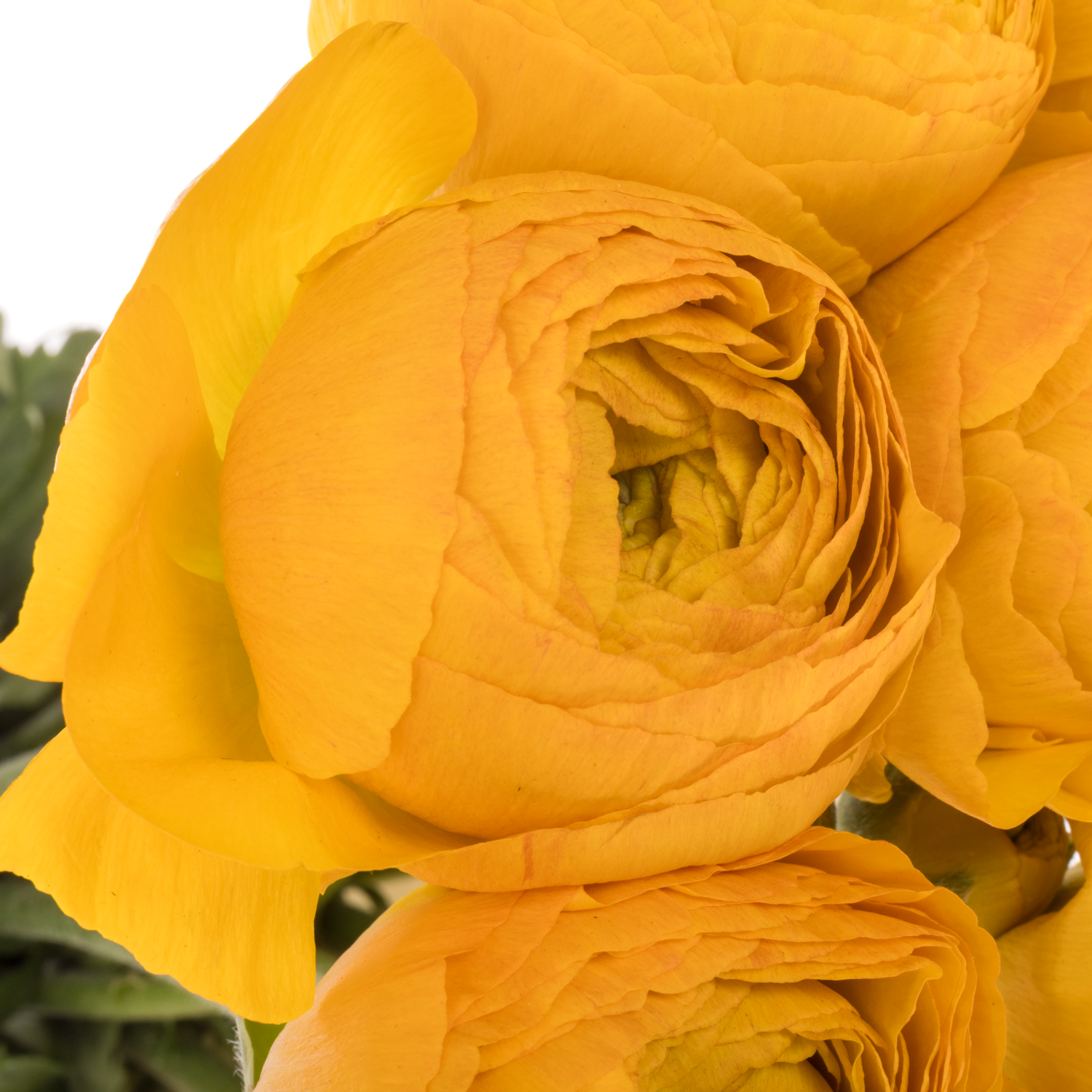 Ranunkel gelb/orange Cloni Solaris 45cm