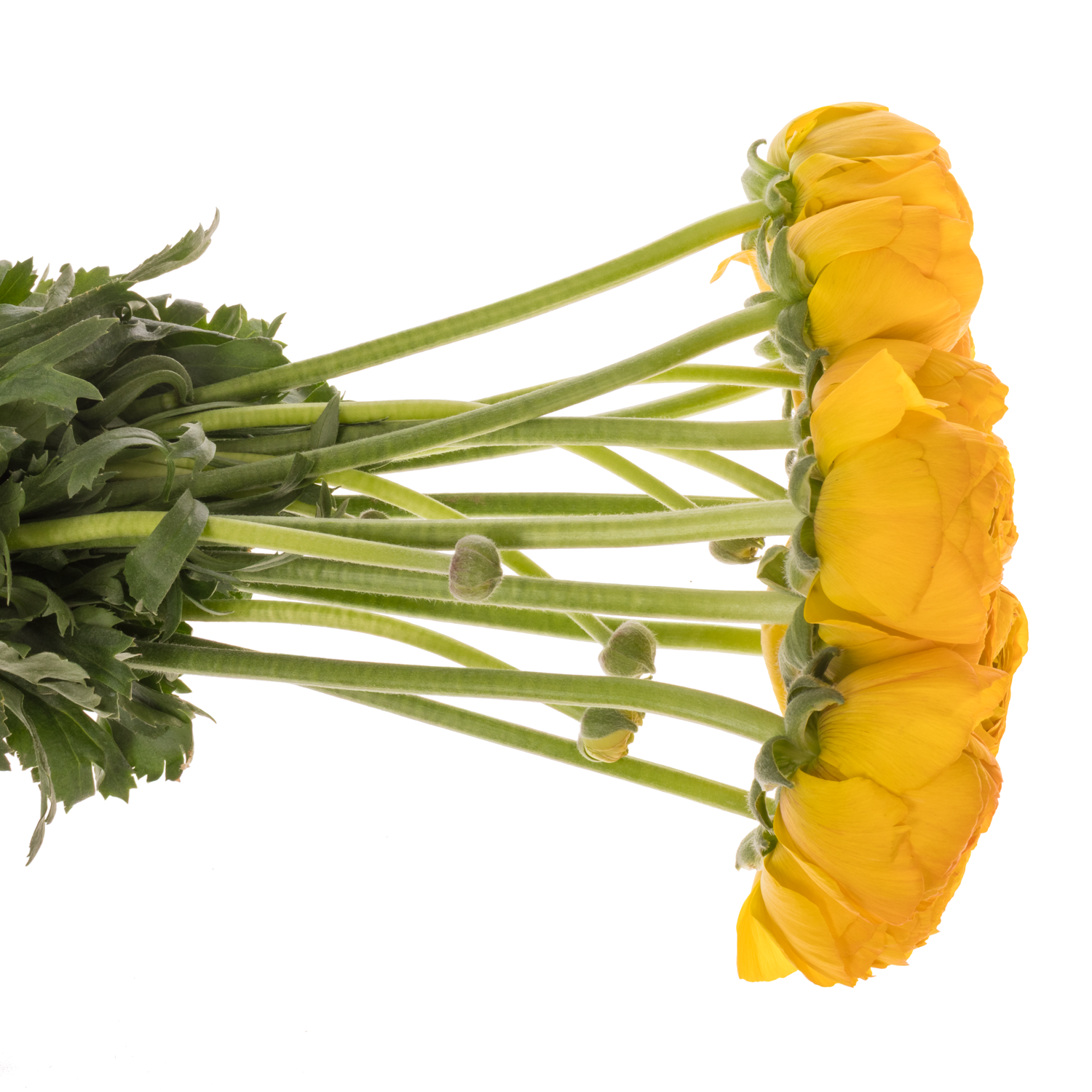 Ranunkel gelb/orange Cloni Solaris 45cm