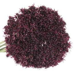 Allium weinrot Atropurpureum 60cm
