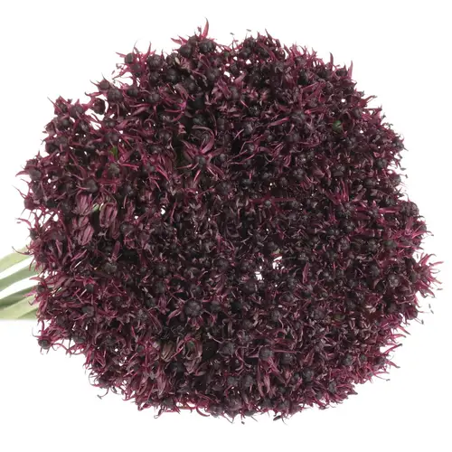 Allium weinrot Atropurpureum 60cm