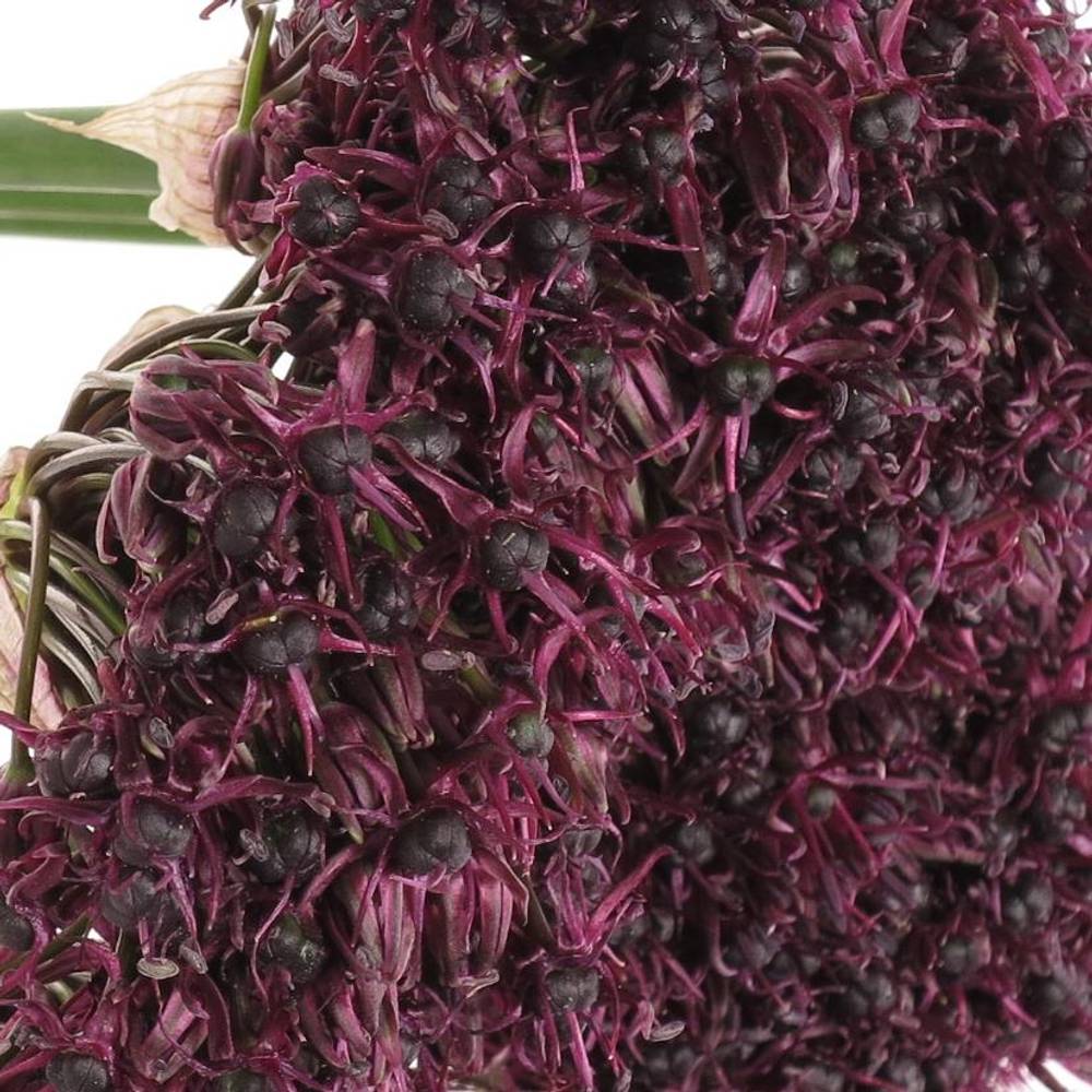 Allium weinrot Atropurpureum 60cm